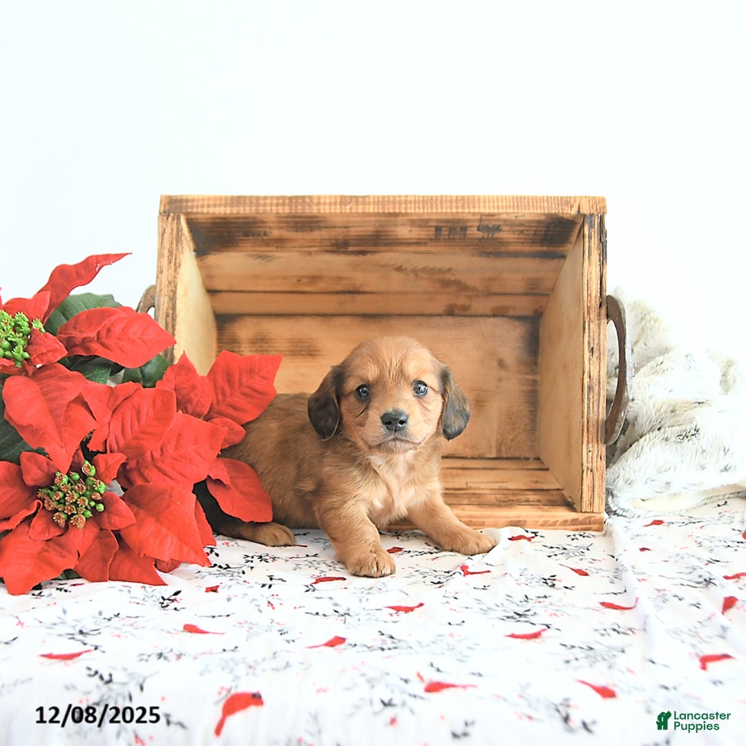 Miniature Dachshund dogs for sale: Cameron - Ad 1