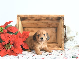 Miniature Dachshund dogs Cameron - Ad 31