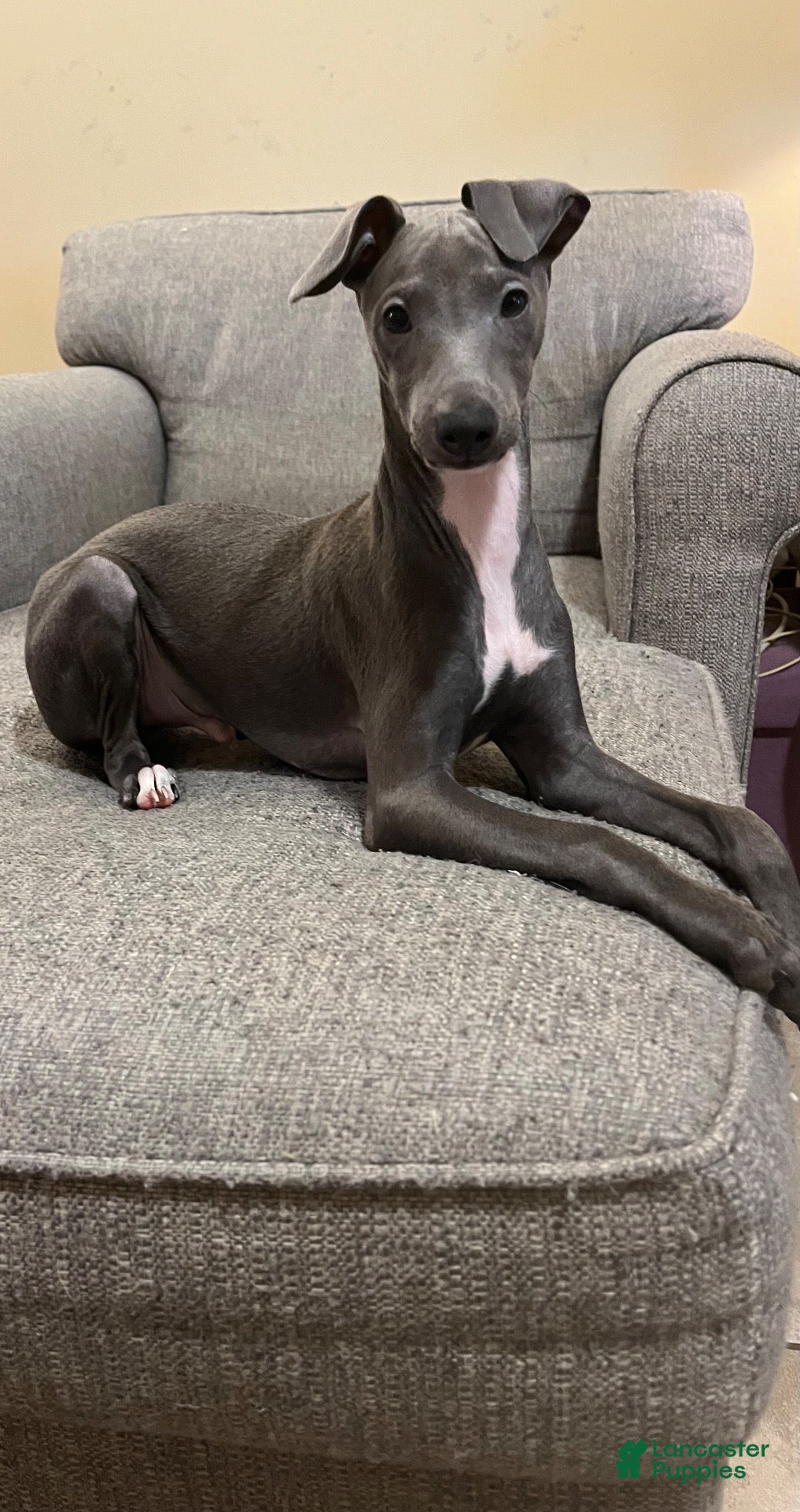 Italian Greyhound dogs for sale: JJ - Ad 1