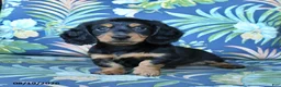 Miniature Dachshund dogs for sale: Rocky - Ad 4