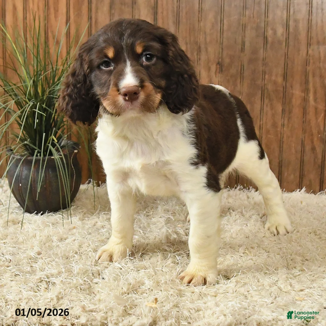 English Springer Spaniel dogs for sale: Flasher - Ad 2