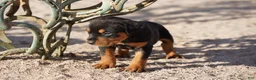 Rottweiler dogs for sale: Rott F2 - Ad 3