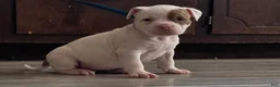 American Bully dogs for sale: Lilac Merle - Ad 6