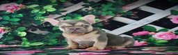 French Bulldog dogs for sale: Louie - Ad 6