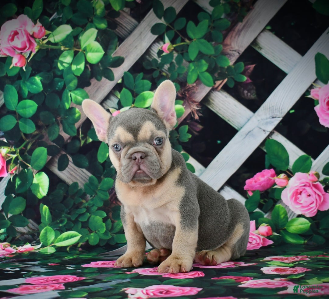 French Bulldog dogs for sale: Louie - Ad 6