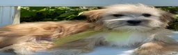 Morkie dogs for sale: Nemo - Ad 9