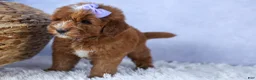 Mini Goldendoodle dogs for sale: 🐾 Meet Natasha – F2B Mini Goldendoodle Puppy 🐾 - Ad 2