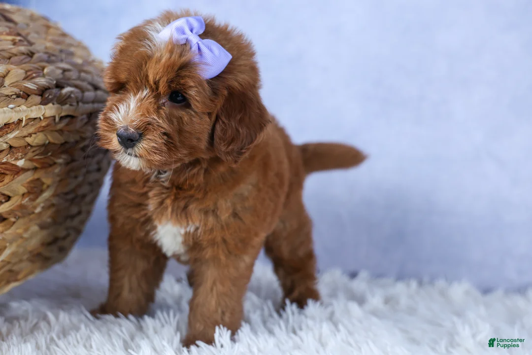 Mini Goldendoodle dogs for sale: 🐾 Meet Natasha – F2B Mini Goldendoodle Puppy 🐾 - Ad 2