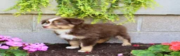 Australian Shepherd dogs for sale: Teddy - Ad 6
