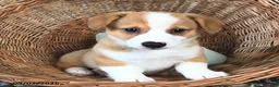 Welsh Corgi Pembroke dogs for sale: Buddy  - Ad 1