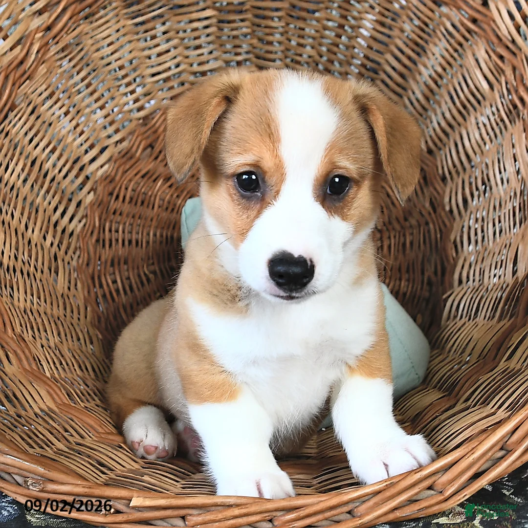 Welsh Corgi Pembroke dogs for sale: Buddy  - Ad 1