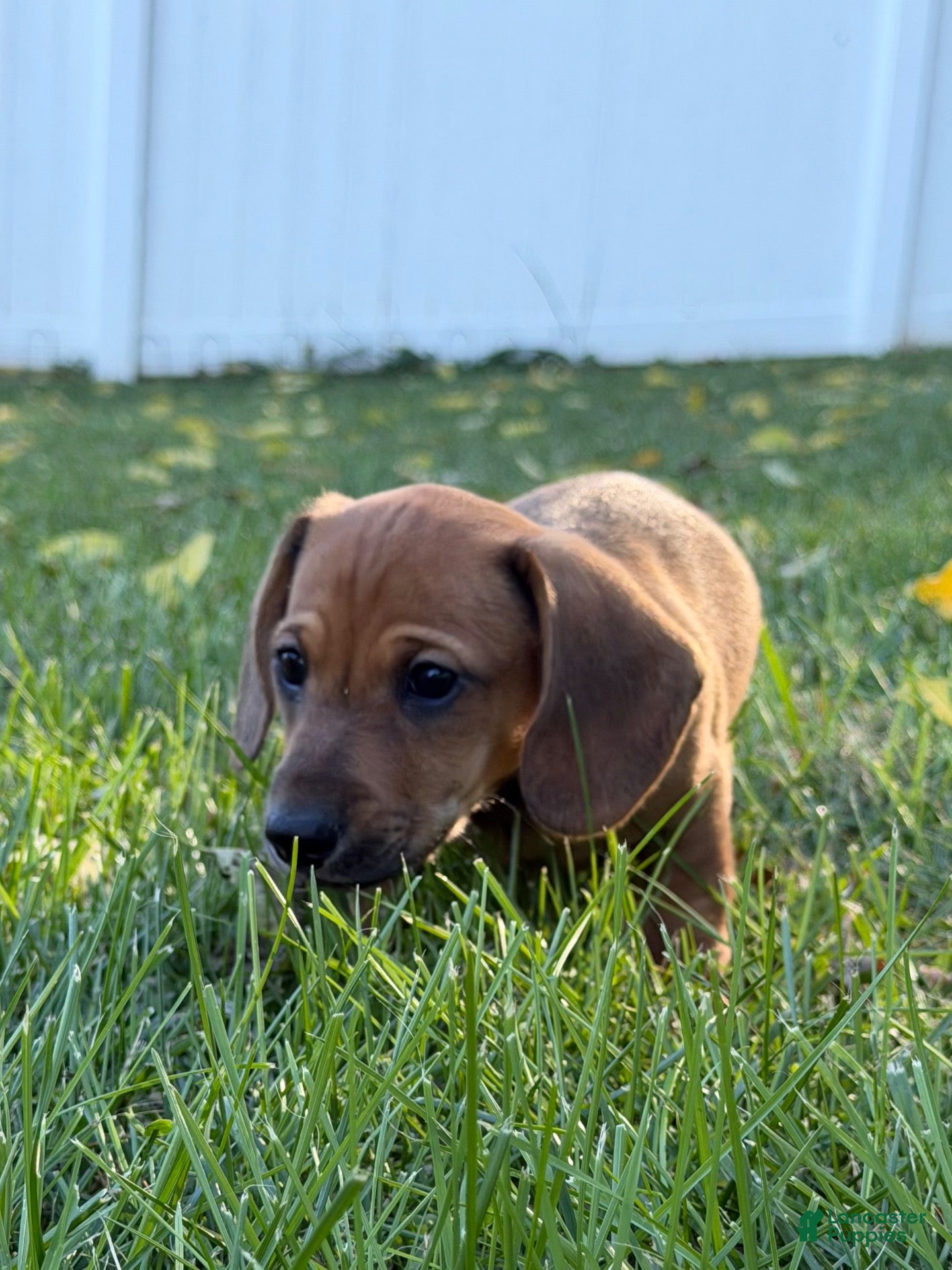 Miniature Dachshund dogs Bo-Peep - Ad 1