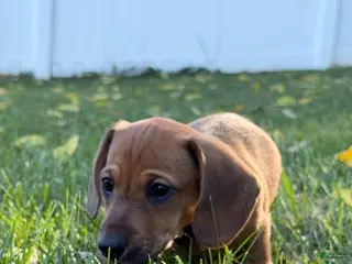 Miniature Dachshund dogs Bo-Peep - Ad 1