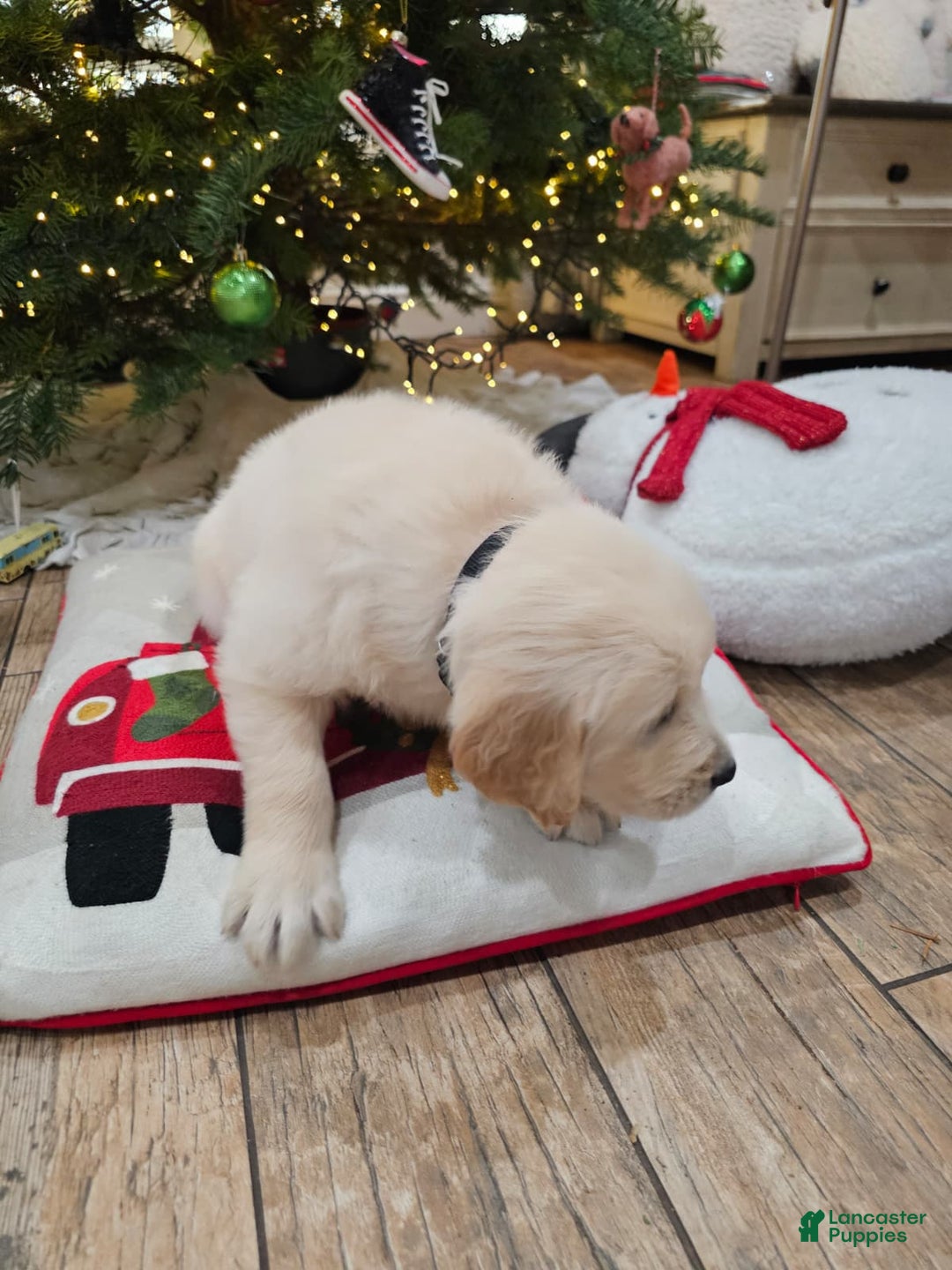 Golden Retriever dogs for sale: Golden Retriever Puppy 4 - Ad 7