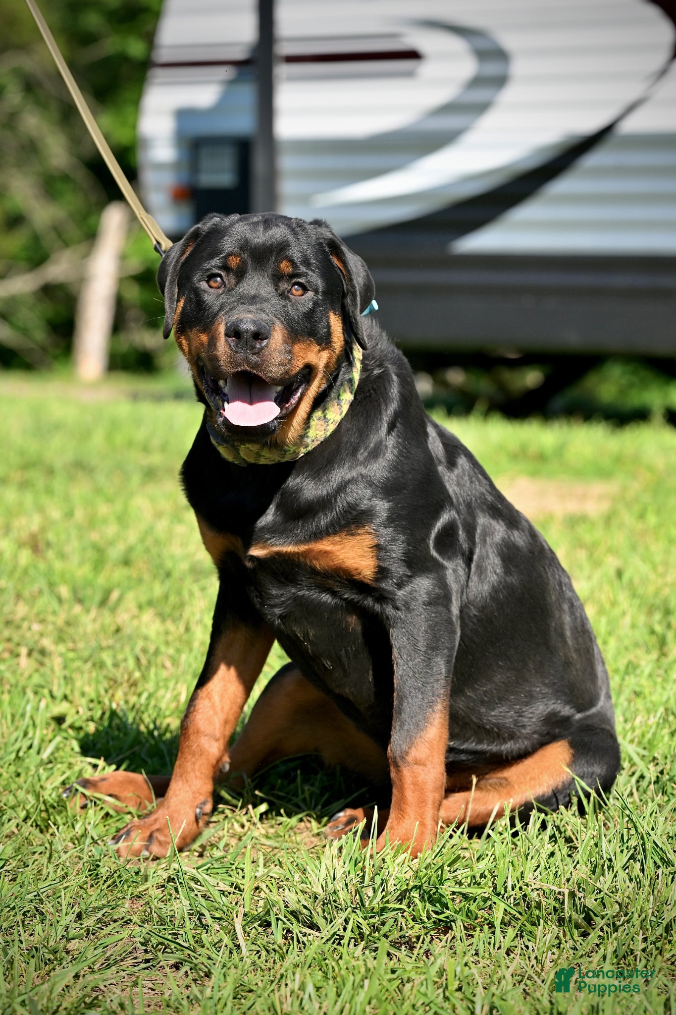 Rottweiler dogs ***Fully Trained Xan  - Ad 1