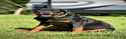 Rottweiler dogs for sale: ***Fully Trained Xan  - Ad 1