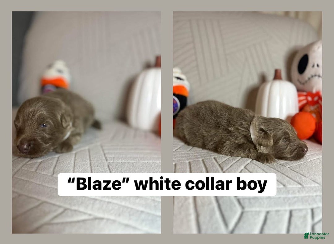 German Shepherd dogs for sale: Blaze - Ad 3