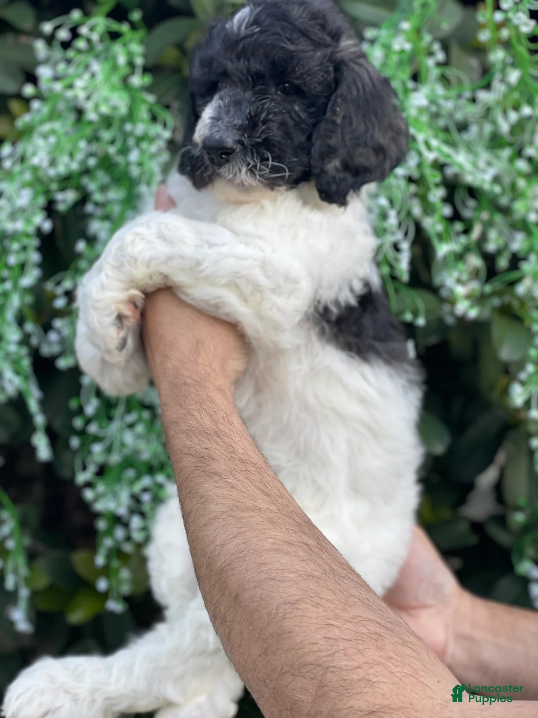 Goldendoodle dogs for sale: Mandy - Ad 6