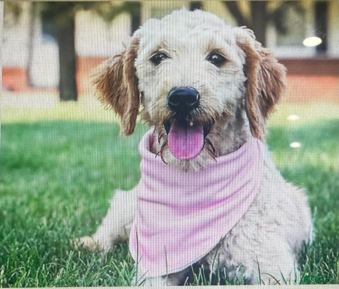 Mini Goldendoodle dogs for sale: Wade - Ad 14