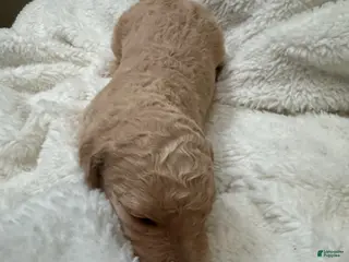 Goldendoodle dogs Cream Boy - Ad 19