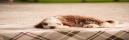 Cavapoo dogs for sale: Larry Cavapoo  - Ad 8