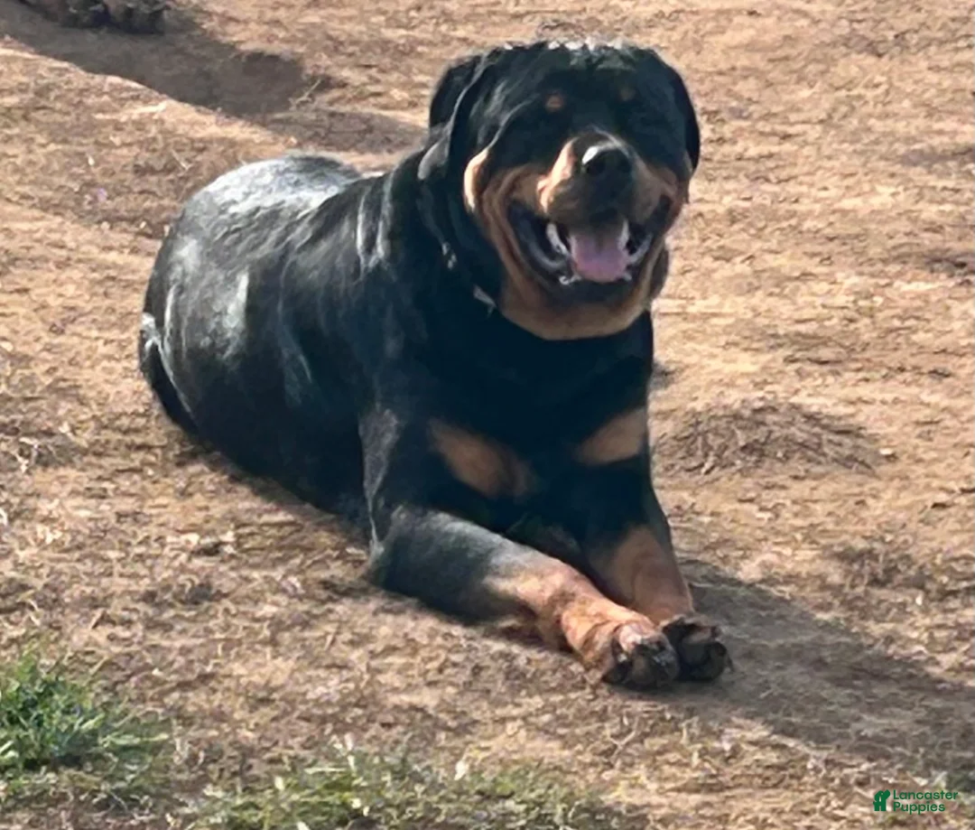 Rottweiler dogs for stud: Kentucky Rottweilers - Ad 9