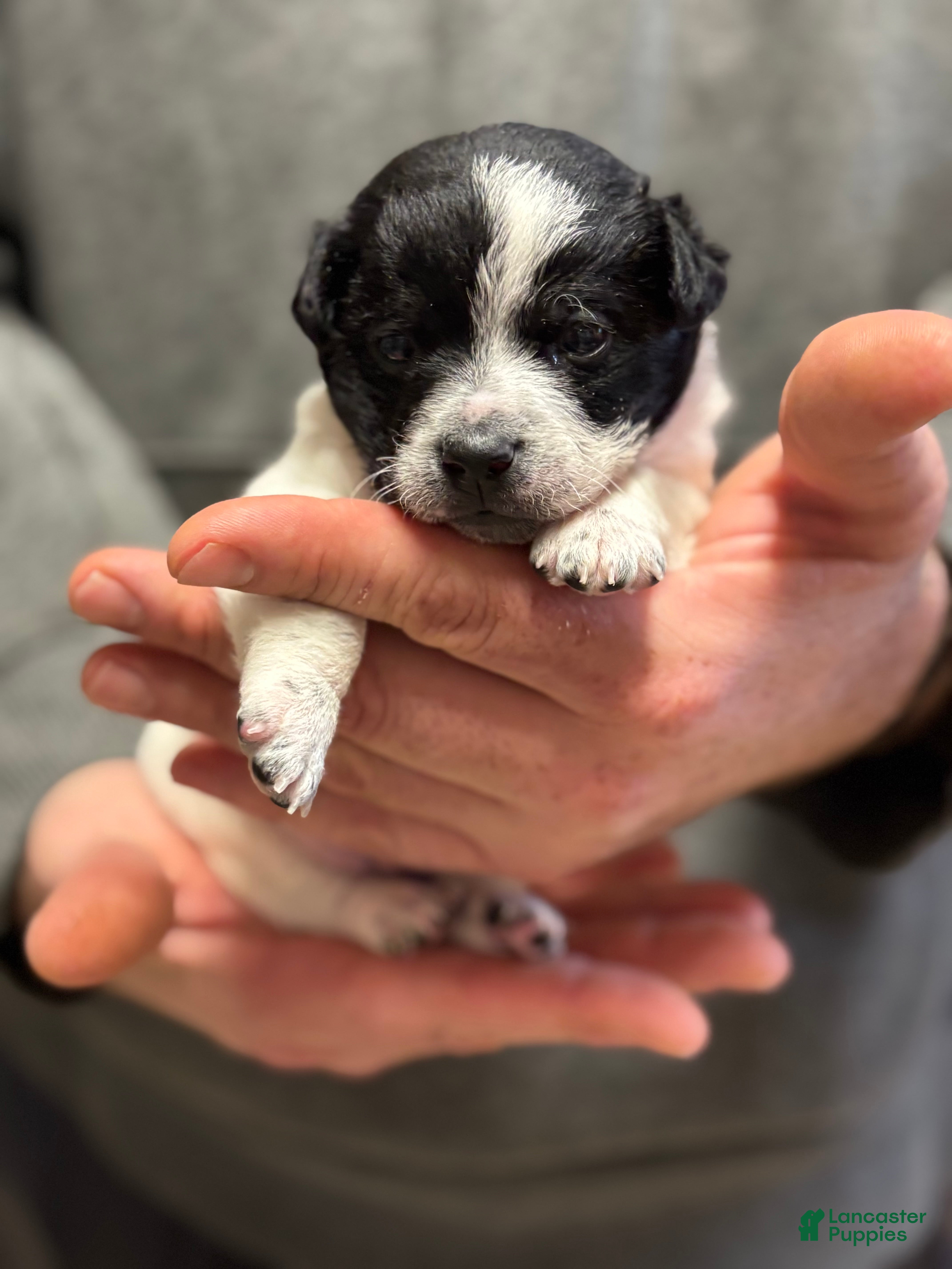 Chihuahua dogs Ben - Ad 39