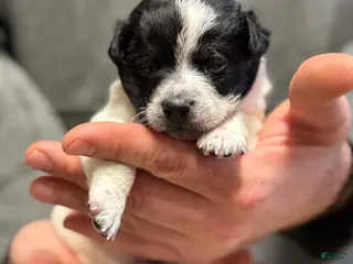 Chihuahua dogs Ben - Ad 39