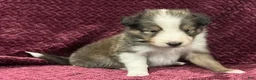 Shetland Sheepdog dogs for sale: Finn - Ad 10