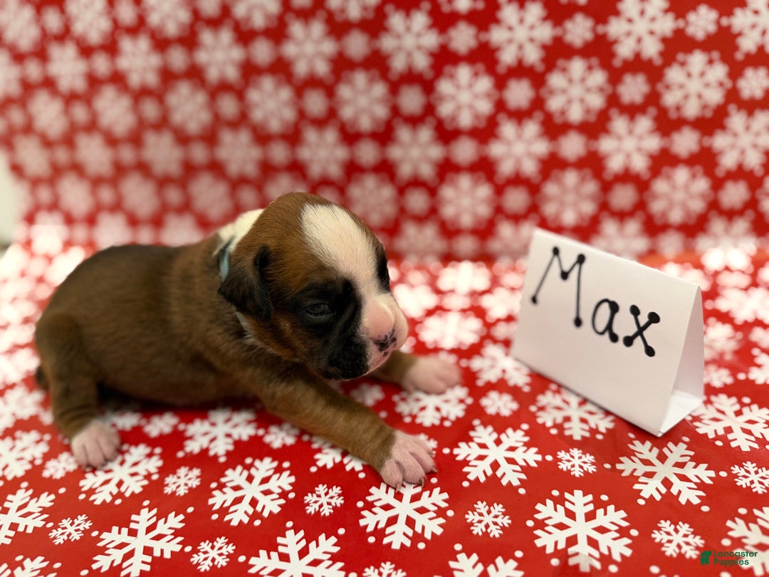 Boxer dogs for sale: Max - Ad 2
