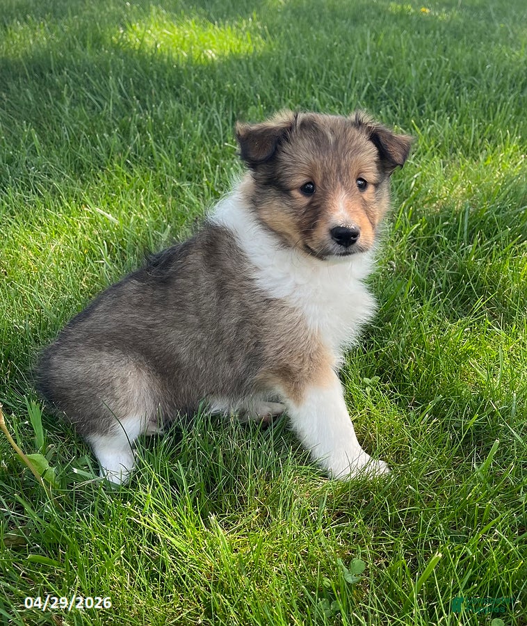 Shetland Sheepdog dogs Brianna - Ad 1