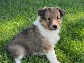 Shetland Sheepdog dogs for sale: Brianna - Ad 4