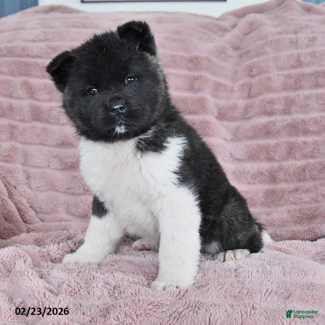 Akita dogs for sale: Bella Mia - Ad 5