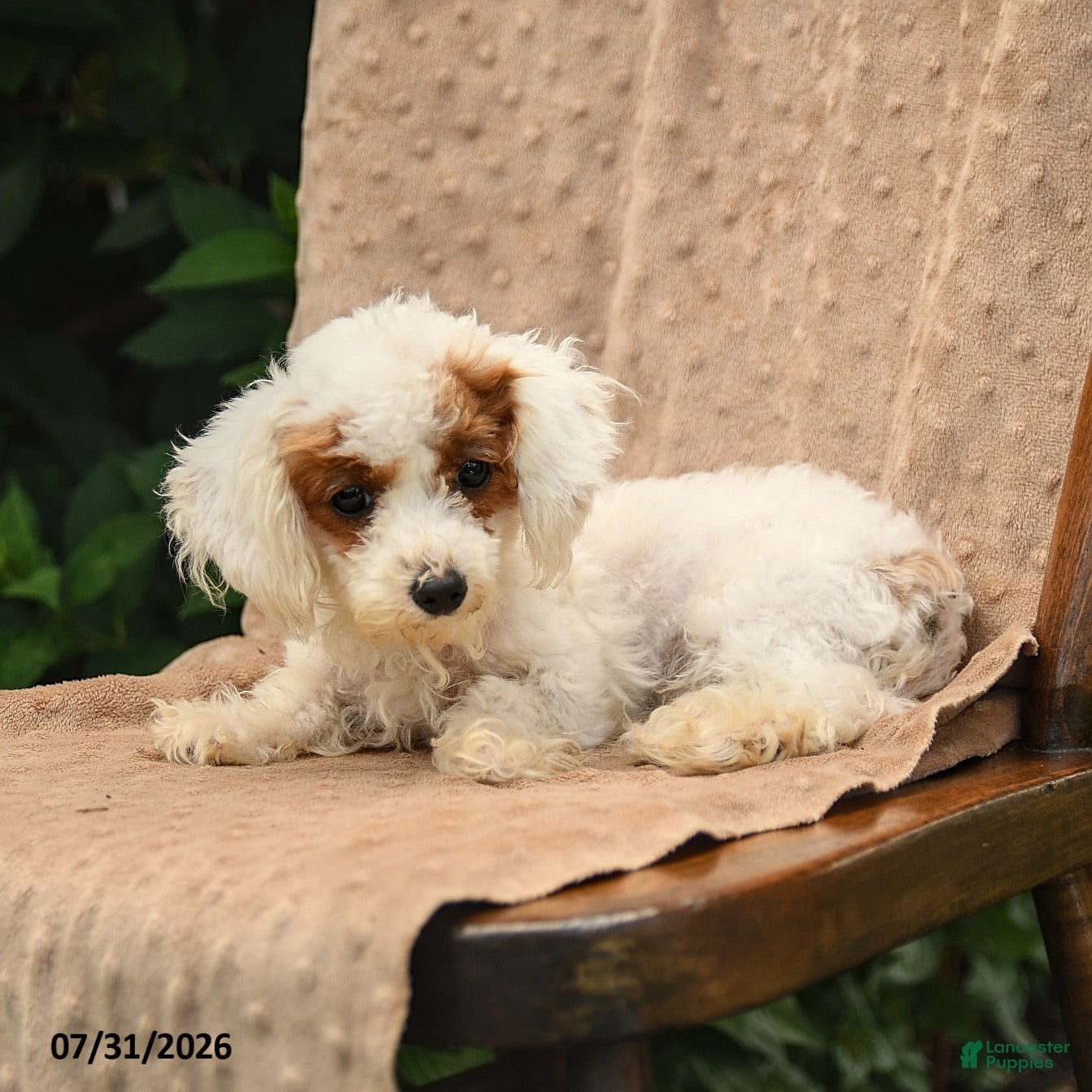 Toy Poodle dogs Meringue - Ad 2