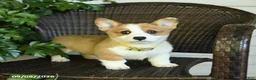 Welsh Corgi Pembroke dogs for sale: Sunshine - Ad 1
