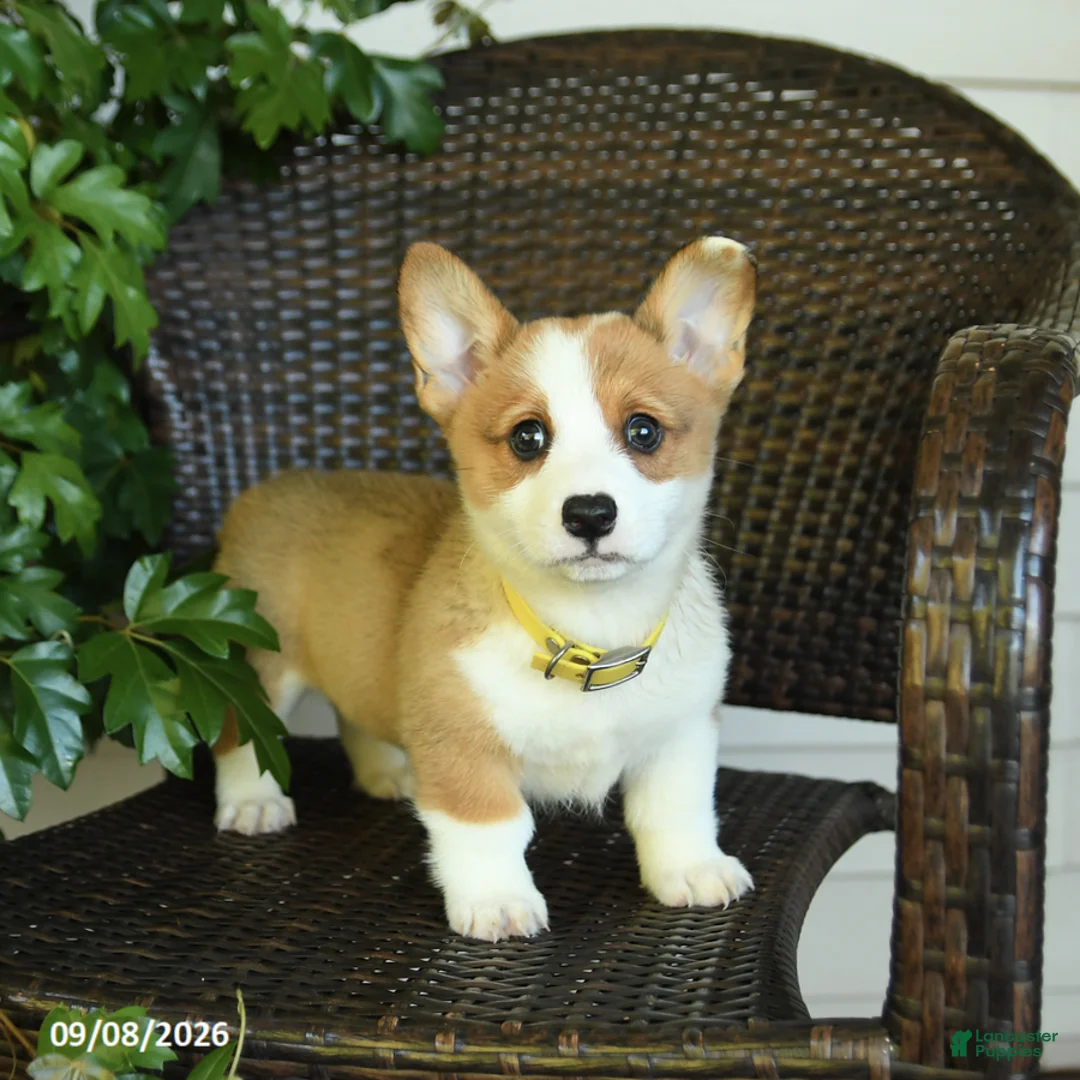 Welsh Corgi Pembroke dogs for sale: Sunshine - Ad 1