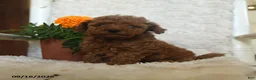 Miniature Poodle dogs for sale: Nala - Ad 3