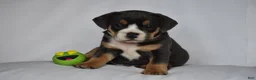 Beabull dogs for sale: Liam - Ad 10