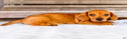 Miniature Dachshund dogs for sale: Carter - Ad 3