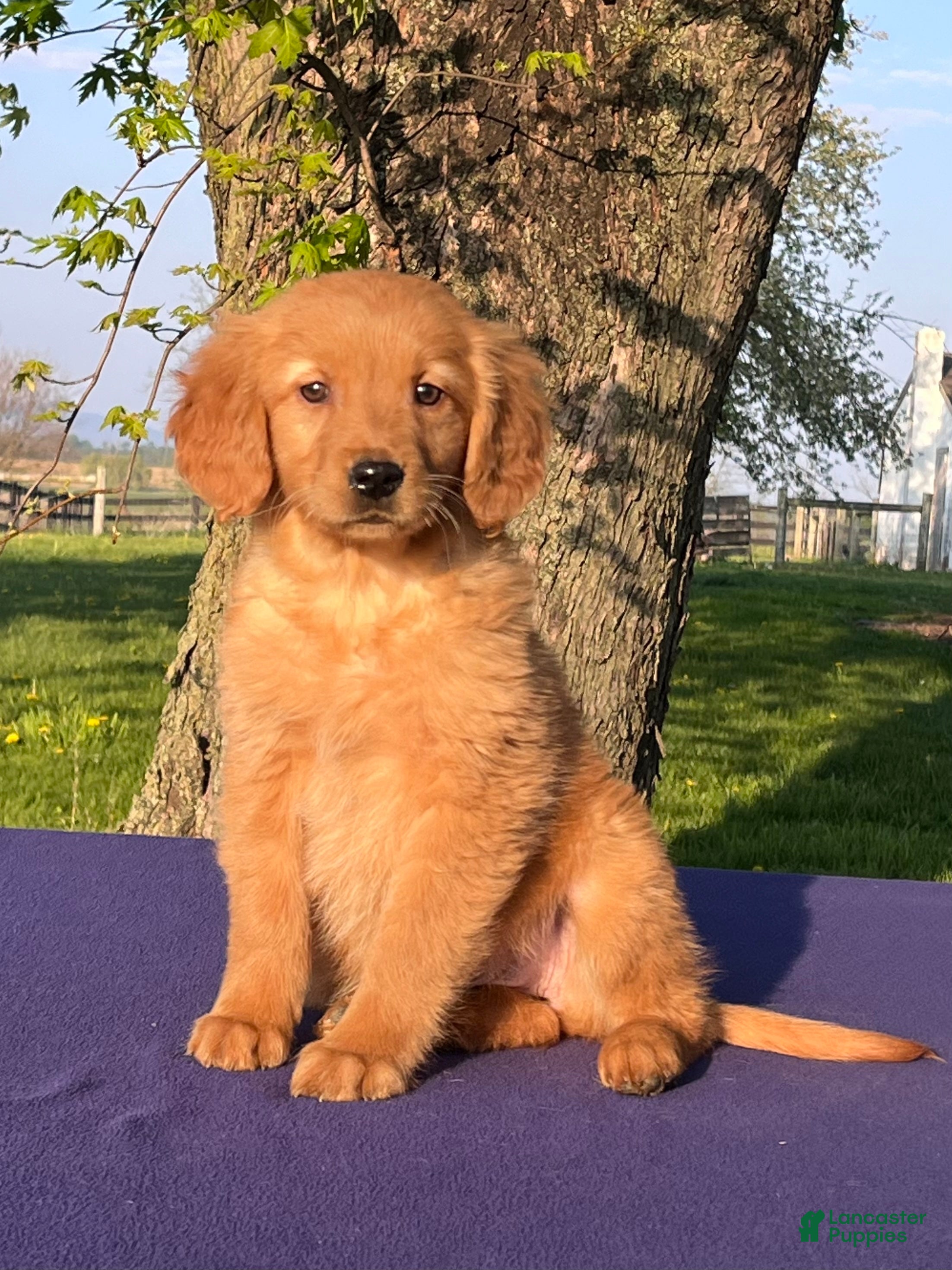 Golden Retriever dogs Melody - Ad 1