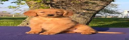 Golden Retriever dogs for sale: Melody - Ad 1