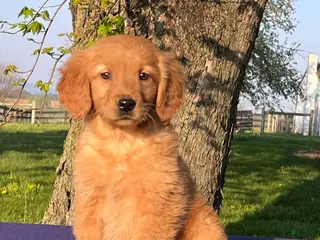 Golden Retriever dogs for sale: Melody - Ad 1