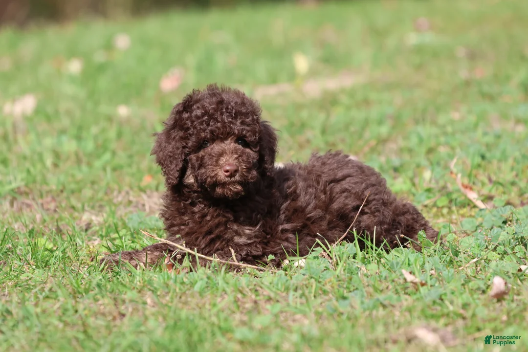 Mini Bernedoodle dogs for sale: Chocolate Cake - Ad 4