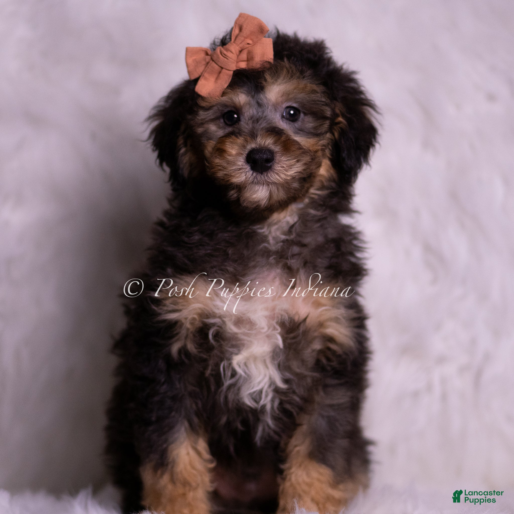 Mini Goldendoodle dogs Rocco - Ad 24