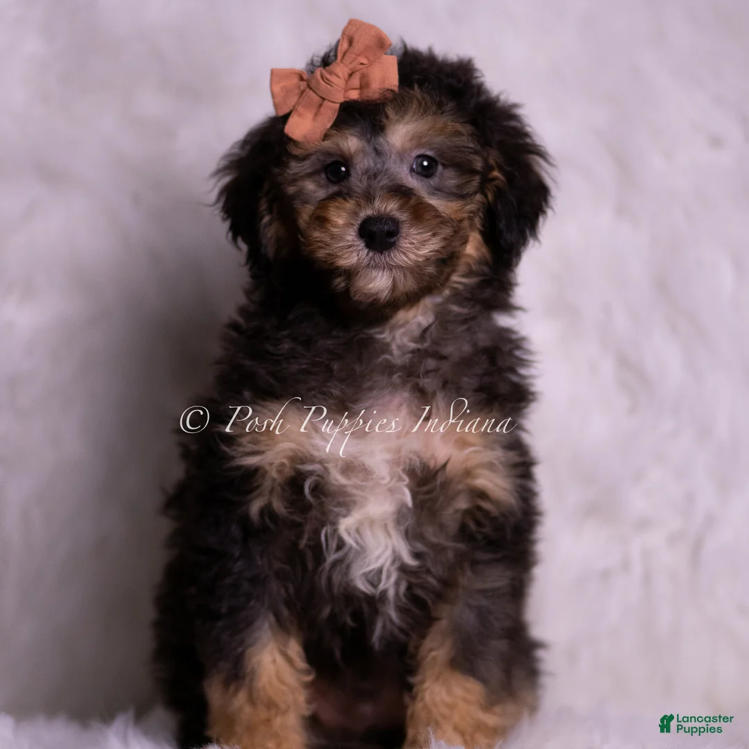 Mini Goldendoodle dogs for sale: Rocco - Ad 1