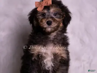 Mini Goldendoodle dogs Rocco - Ad 24