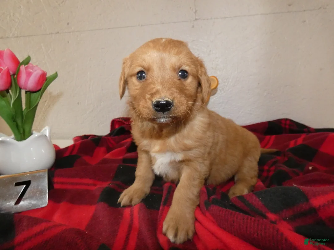 Mini Goldendoodle dogs for sale: Mini Goldendoodle Puppy 7 - Ad 3