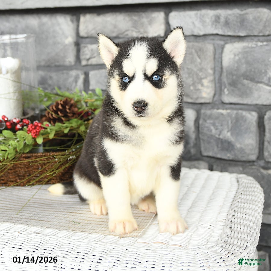 Siberian Husky dogs Luna   - Ad 2