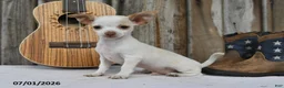 Chihuahua dogs for sale: Archie - Ad 1