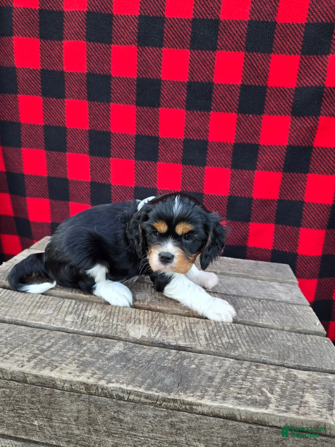 Cavalier King Charles Spaniel dogs for sale: Cocoa - Ad 2
